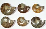 Lot: to Polished Ammonite Fossils - Pieces #116593-2